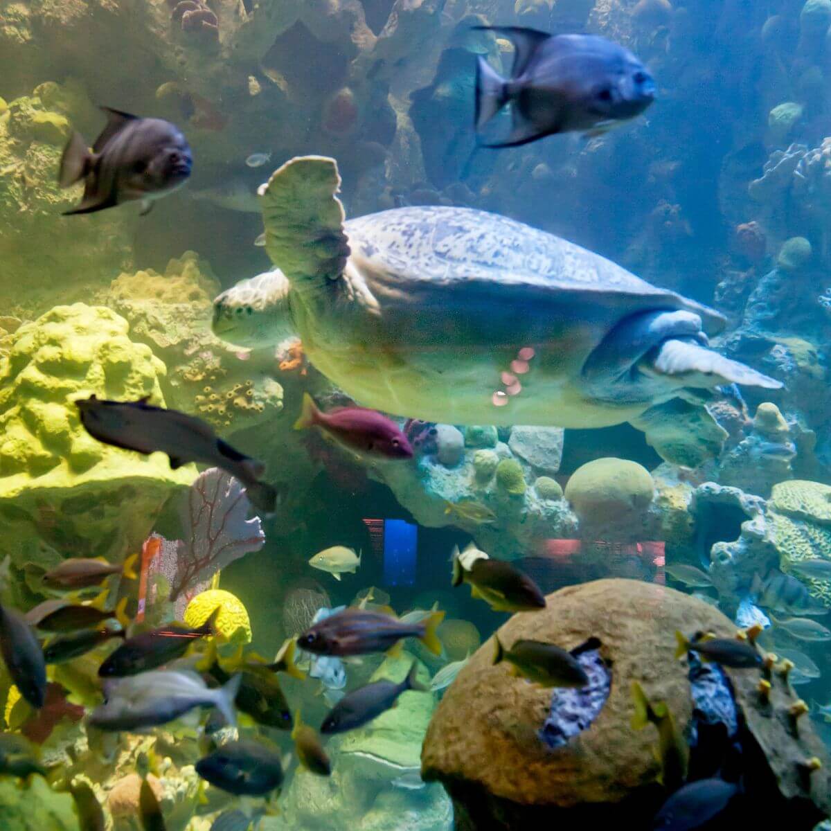 Photo of Myrtle the green sea turtle swimming amongst lots of fish at the New England Aquarium in Boston.