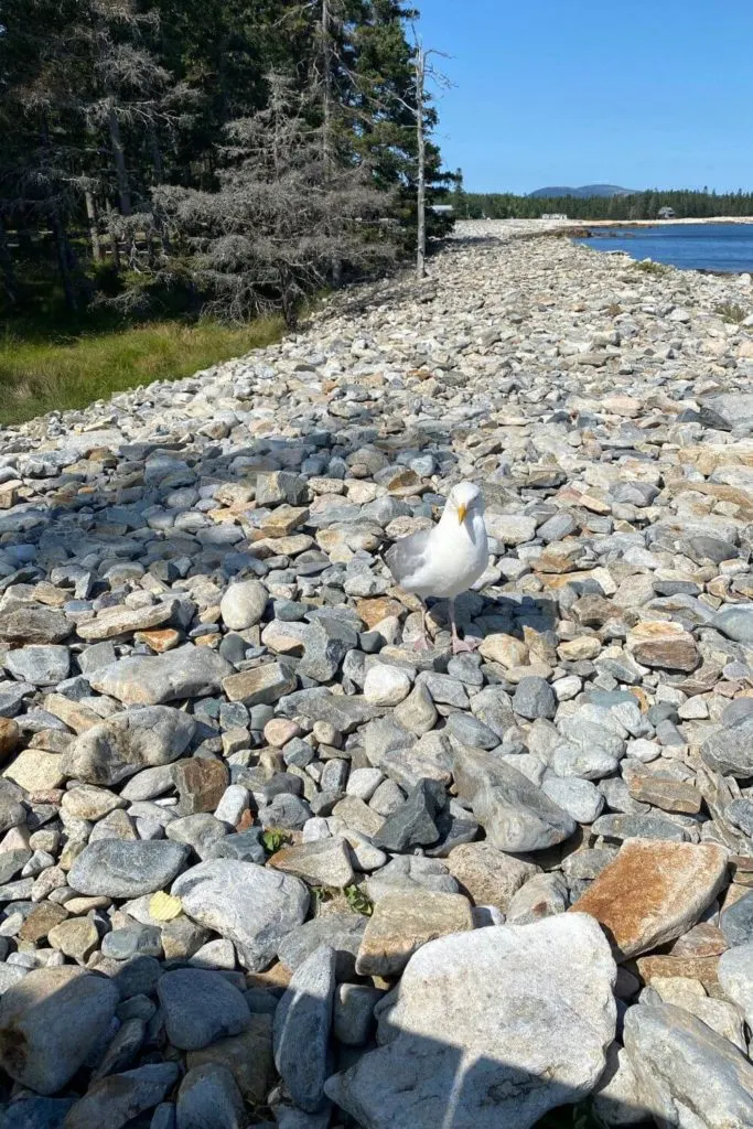 Photo of a seagull on rocks at the Seawall Picnic Area in Southwest Harbor, ME.
