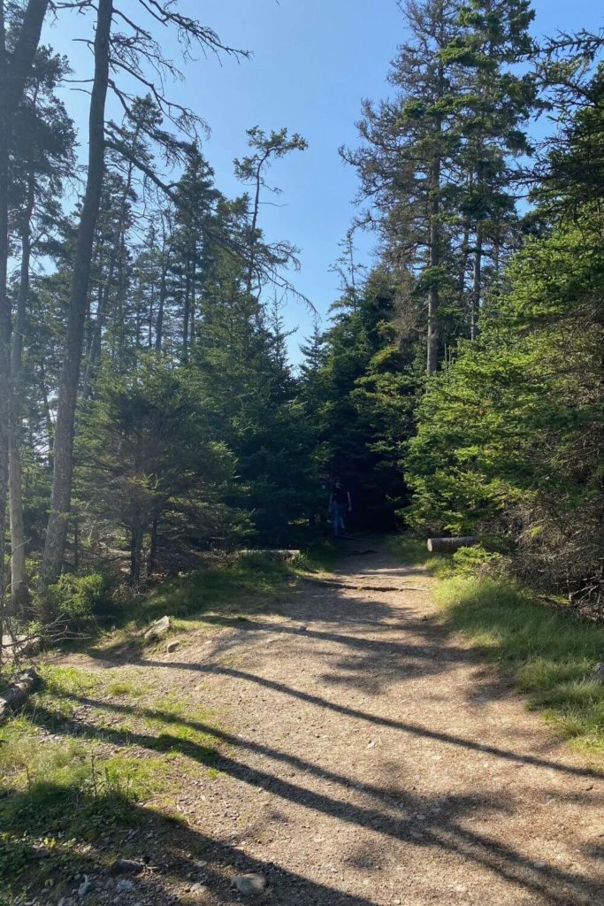 Photo looking down Wonderland Trail in Acadia National Park.