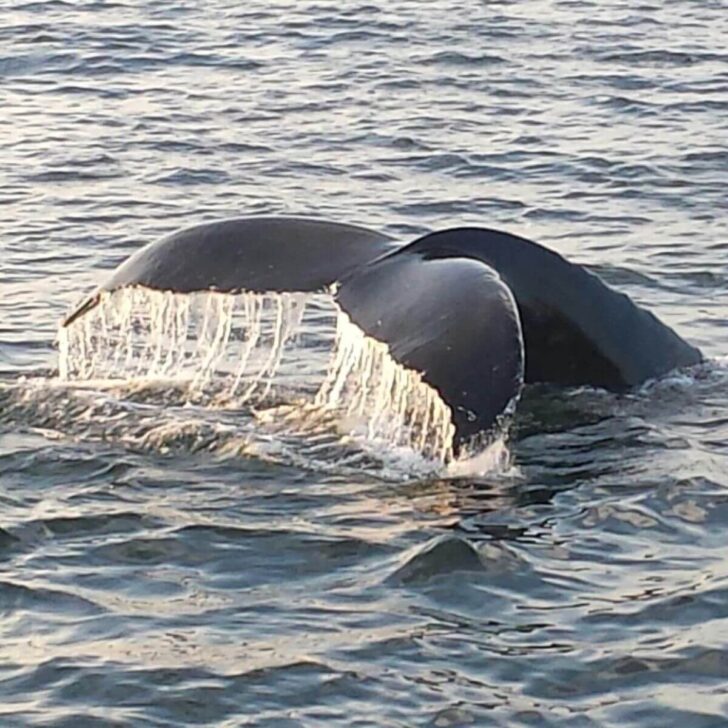 Photo of a whale's tail poking out of the ocean in Boston Harbor