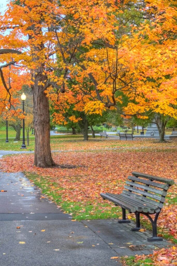 Photo of the Boston Public Garden on a wet autumn day with leaves on the ground and small puddles.