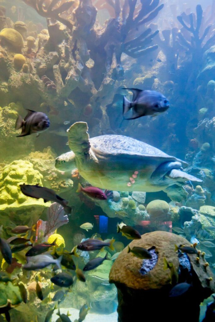 Closeup photo of a sea turtle and fish swimming in an aquarium at the New England Aquarium in Boston, MA.