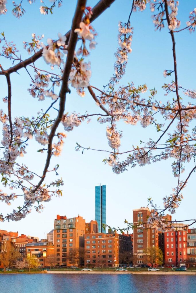 Photo of the Boston skyline with cherry blossom trees in the foreground.